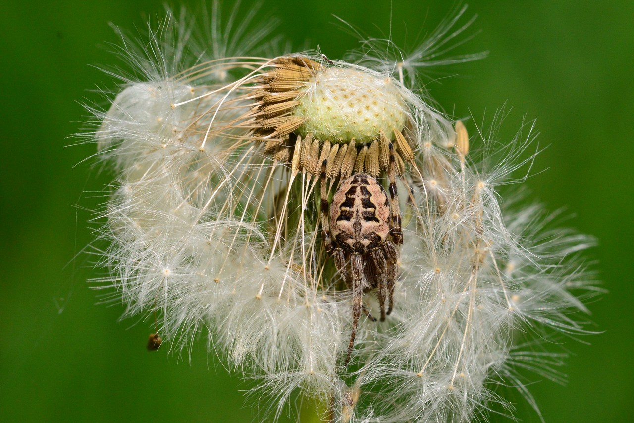 Larinioides cornutus Larinioides cornutus